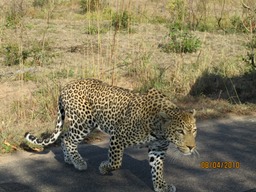 Kruger Park South Africa, Leopard